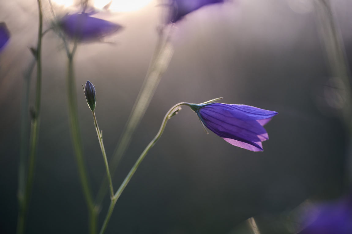 bluebells in sunset sun