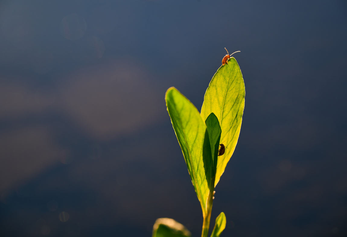 bugs on plant leaves in puddle