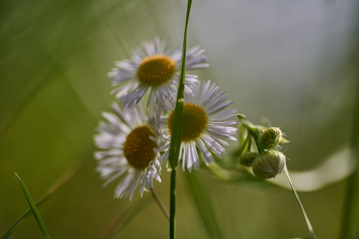 chamomiles in macro photo