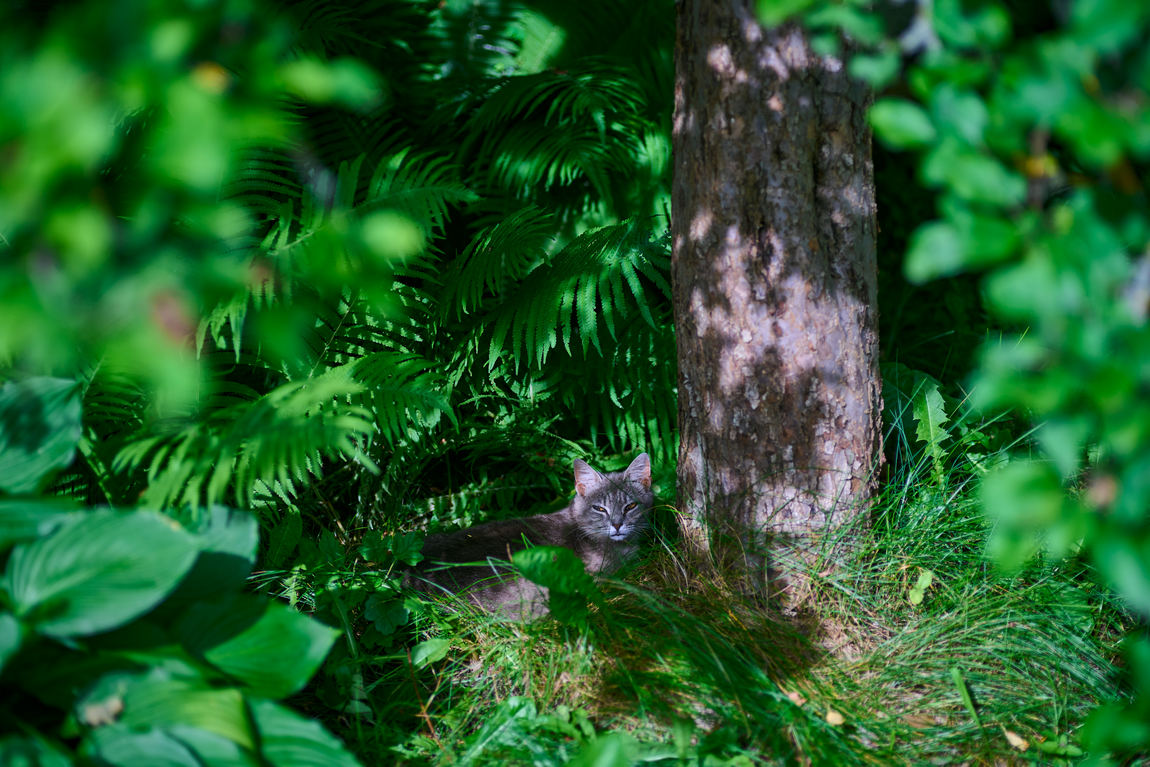 photo of a cat in grass near tree