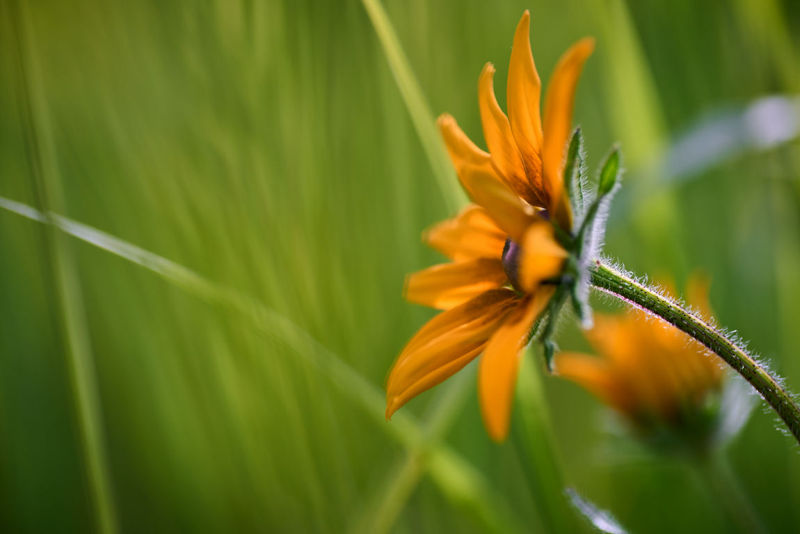 macro photo with Tokina 90mm