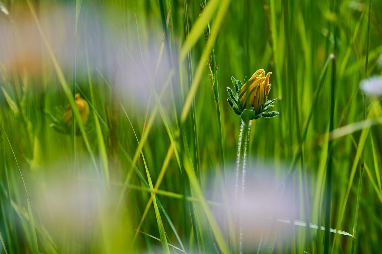 close to ground photo in grass