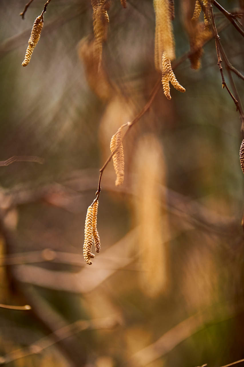 close-up view of pollen