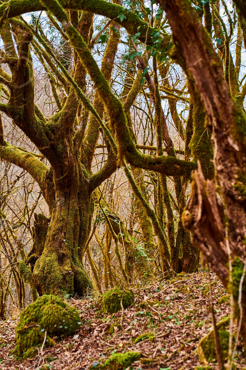 view to mossed trees