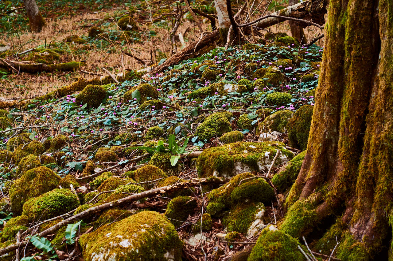 undercover with first flowers in moss forest
