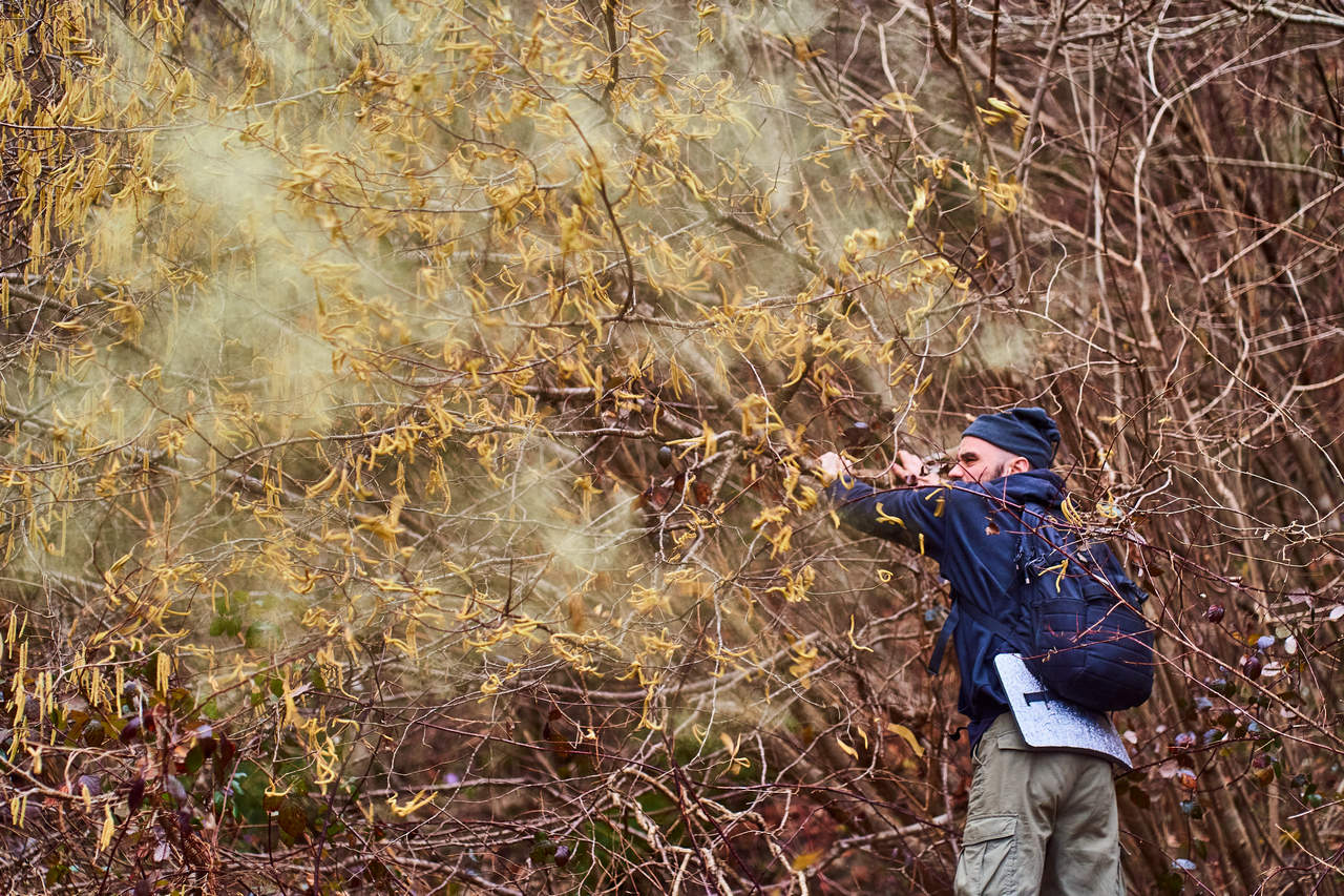 a man shaking a tree with pollen