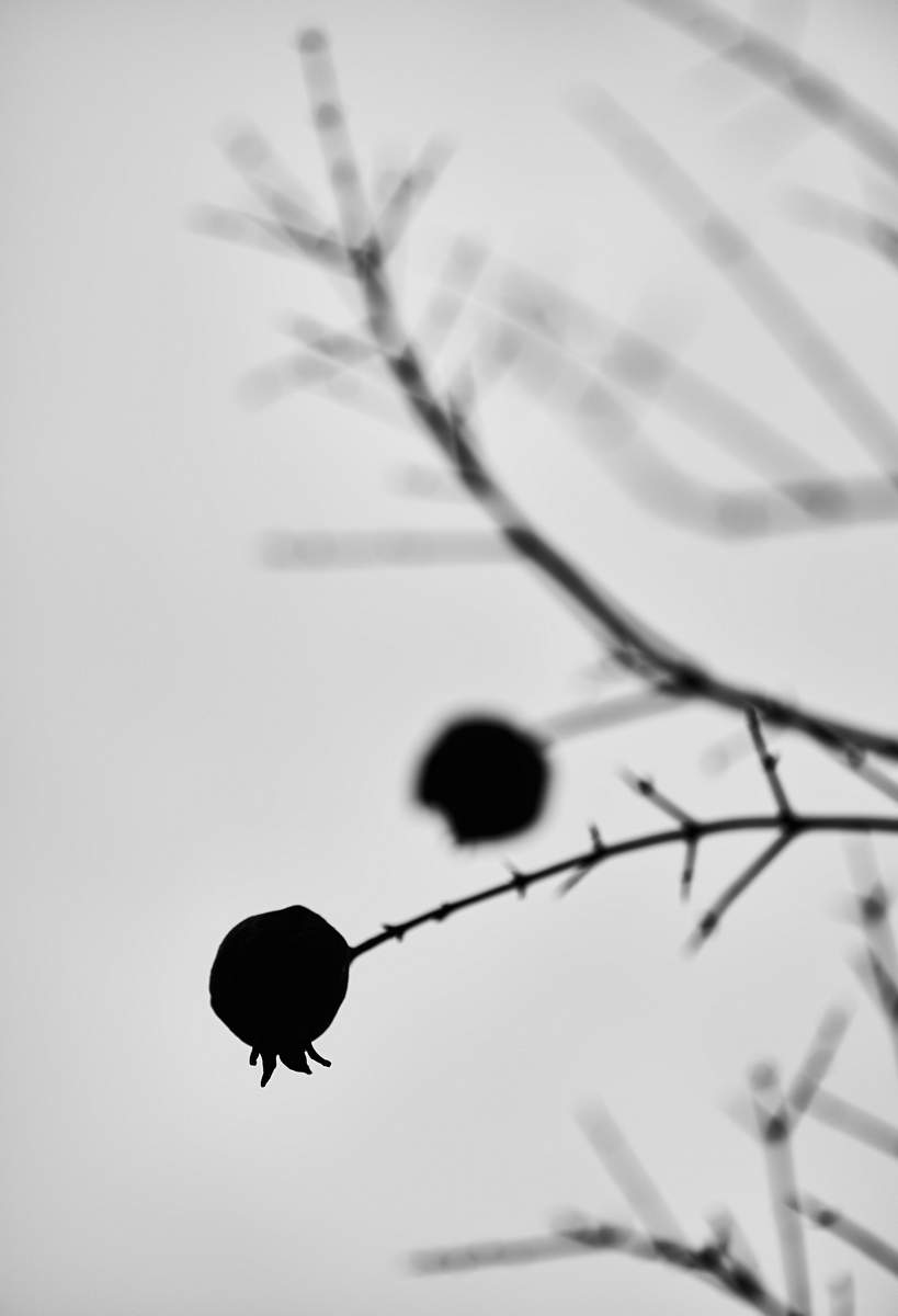 black and white photo of pomegranate tree