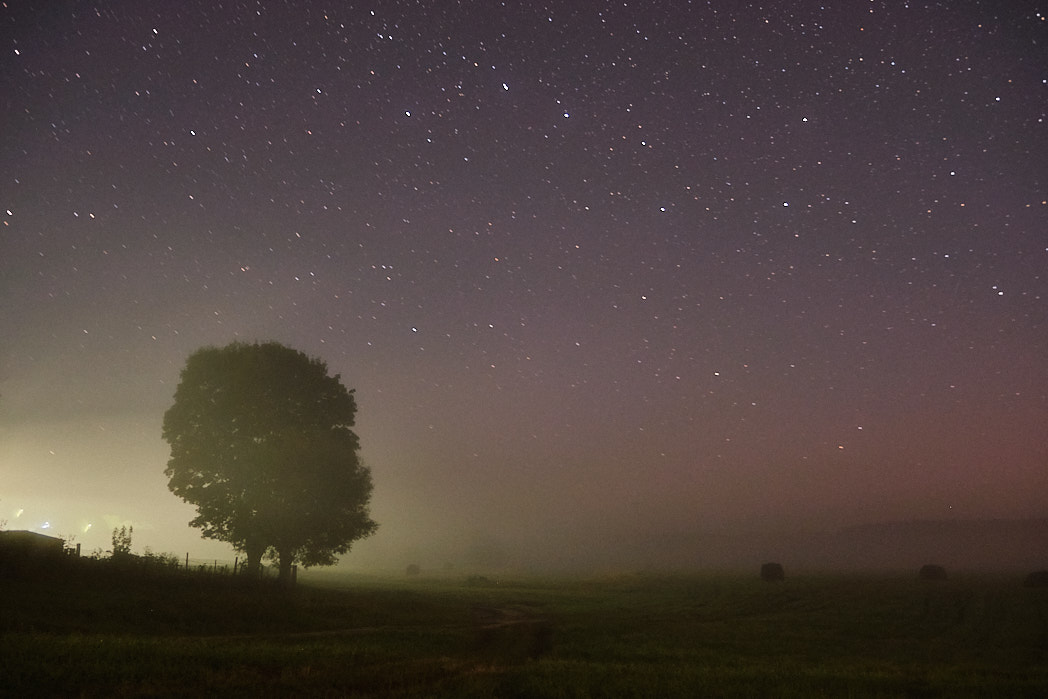 tree in the fog under the starry sky