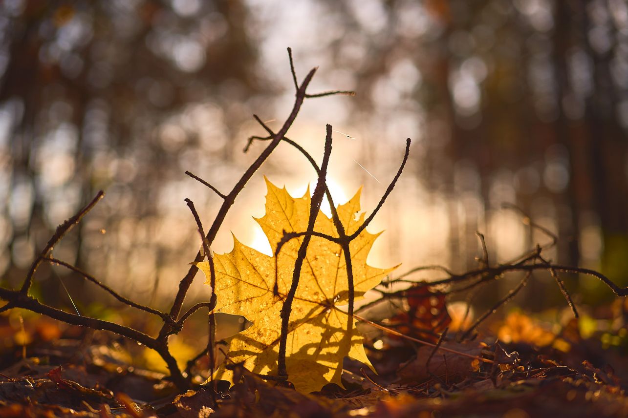 autumn leave on the ground in forest