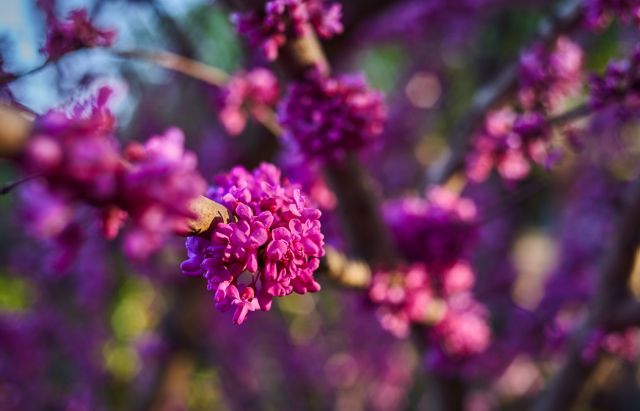 photo of flowers on the tree branch