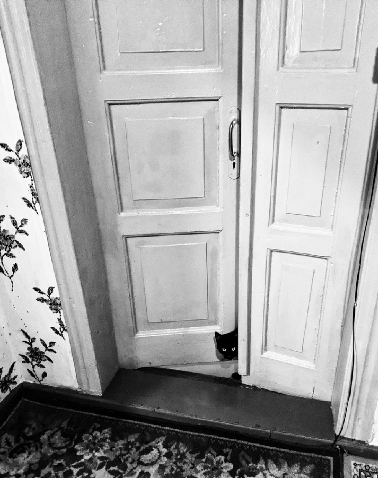 black and white photo of a curious cat at the door