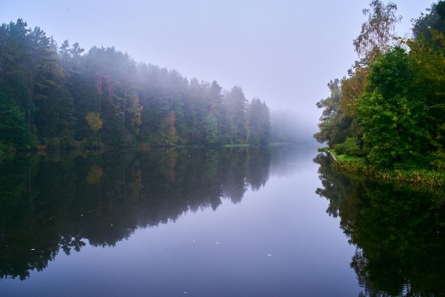 perspective of forest and lake with reflections