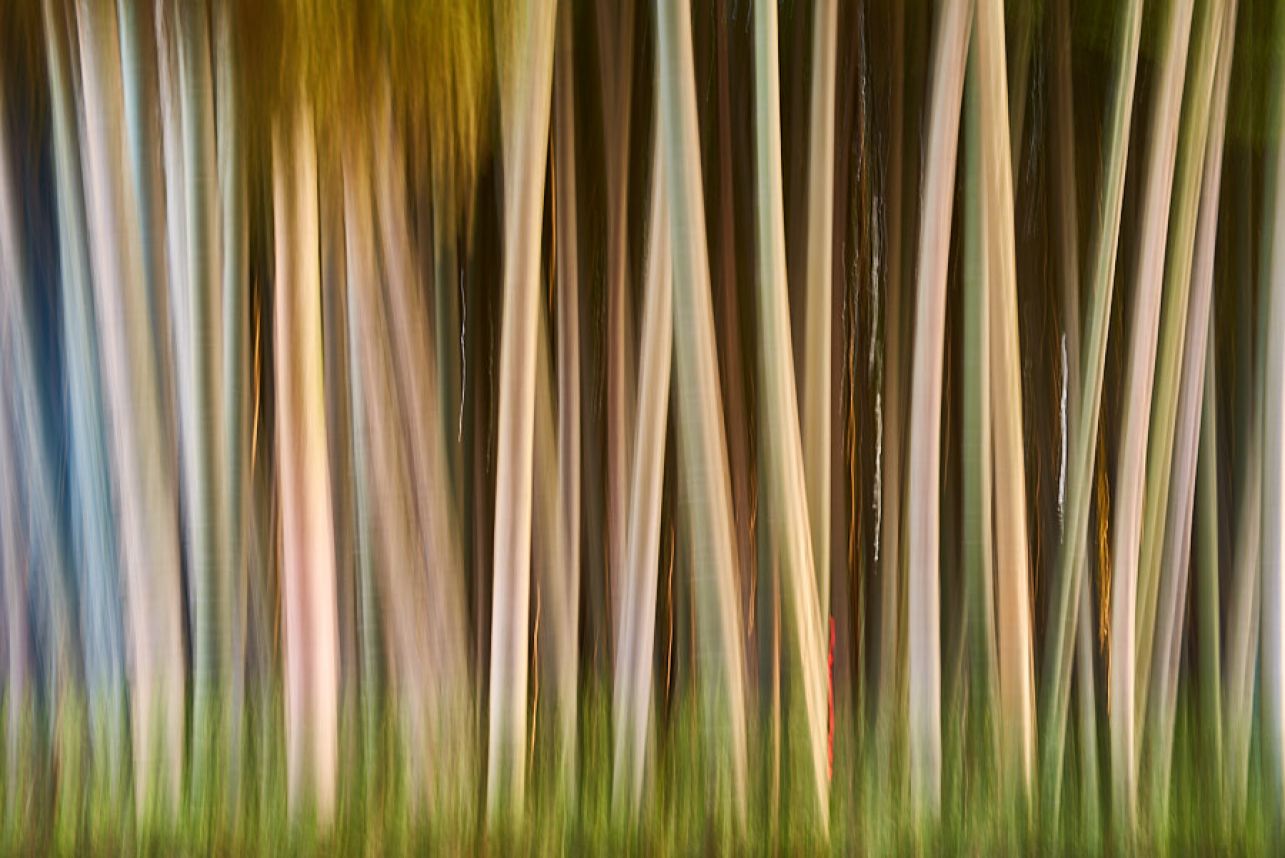 ICM photo of bamboo trees 