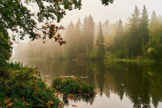 park trees near lake