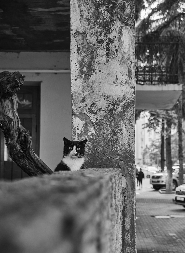 black and white amuzed cat photo