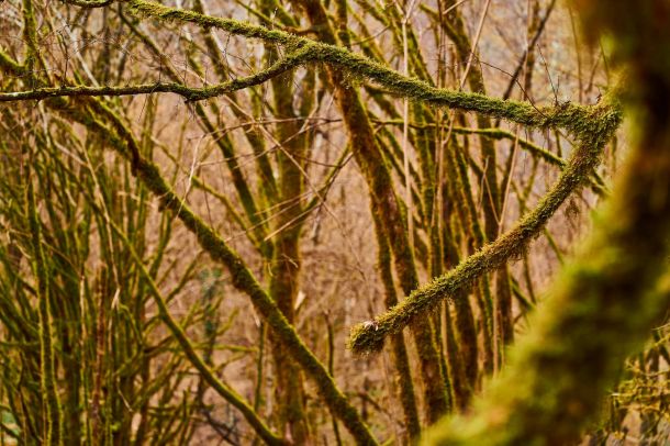 Moss on trees in forest