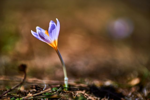 appreciating the spring in macro