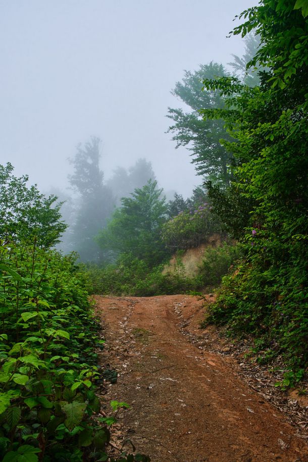 a foffy path in the rainforest