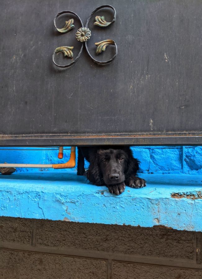 a dog on the balcony
