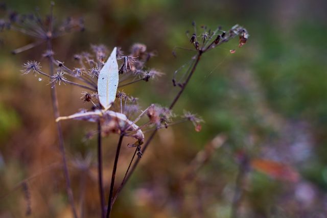 photo of the grass with fallen leaves