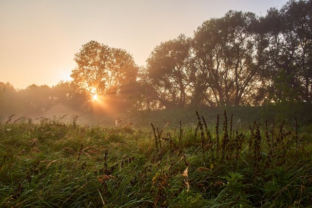 image of the morning sun through the trees