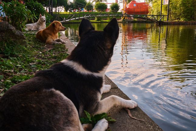 stray dogs at the lake