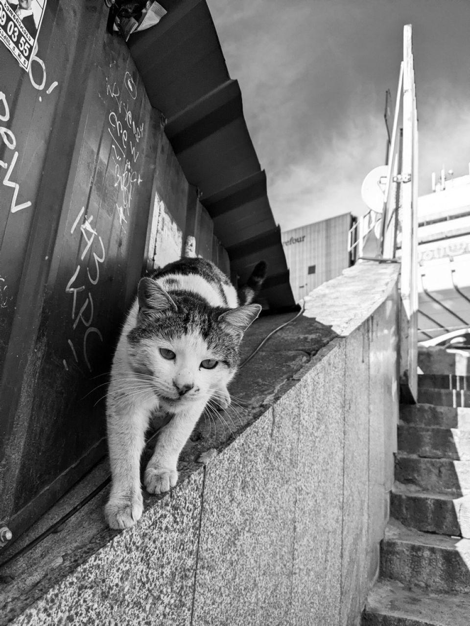 black and white photo of a cat in the street railing