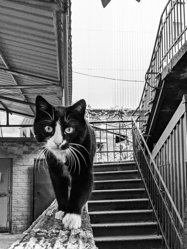 black and white cat on the stairs