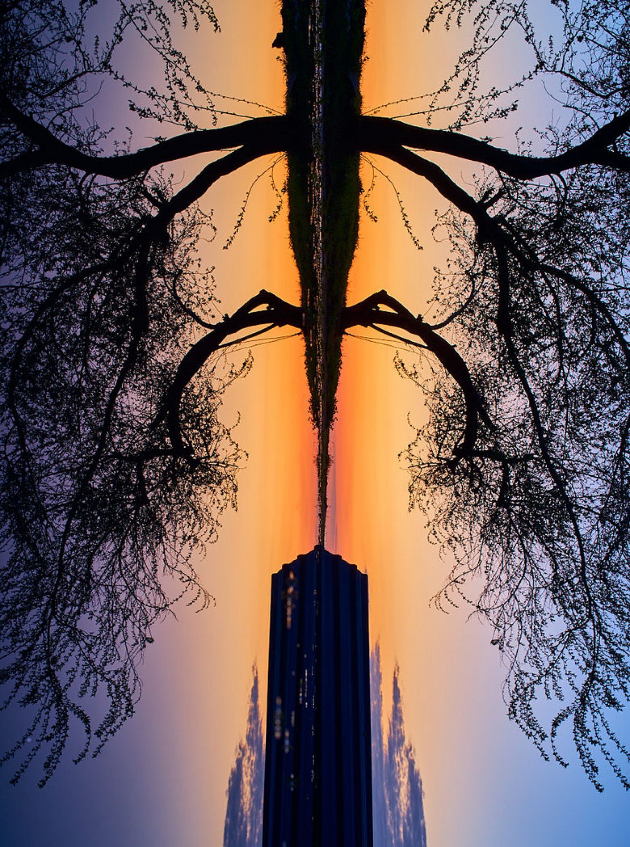 reflected tree in the puddle