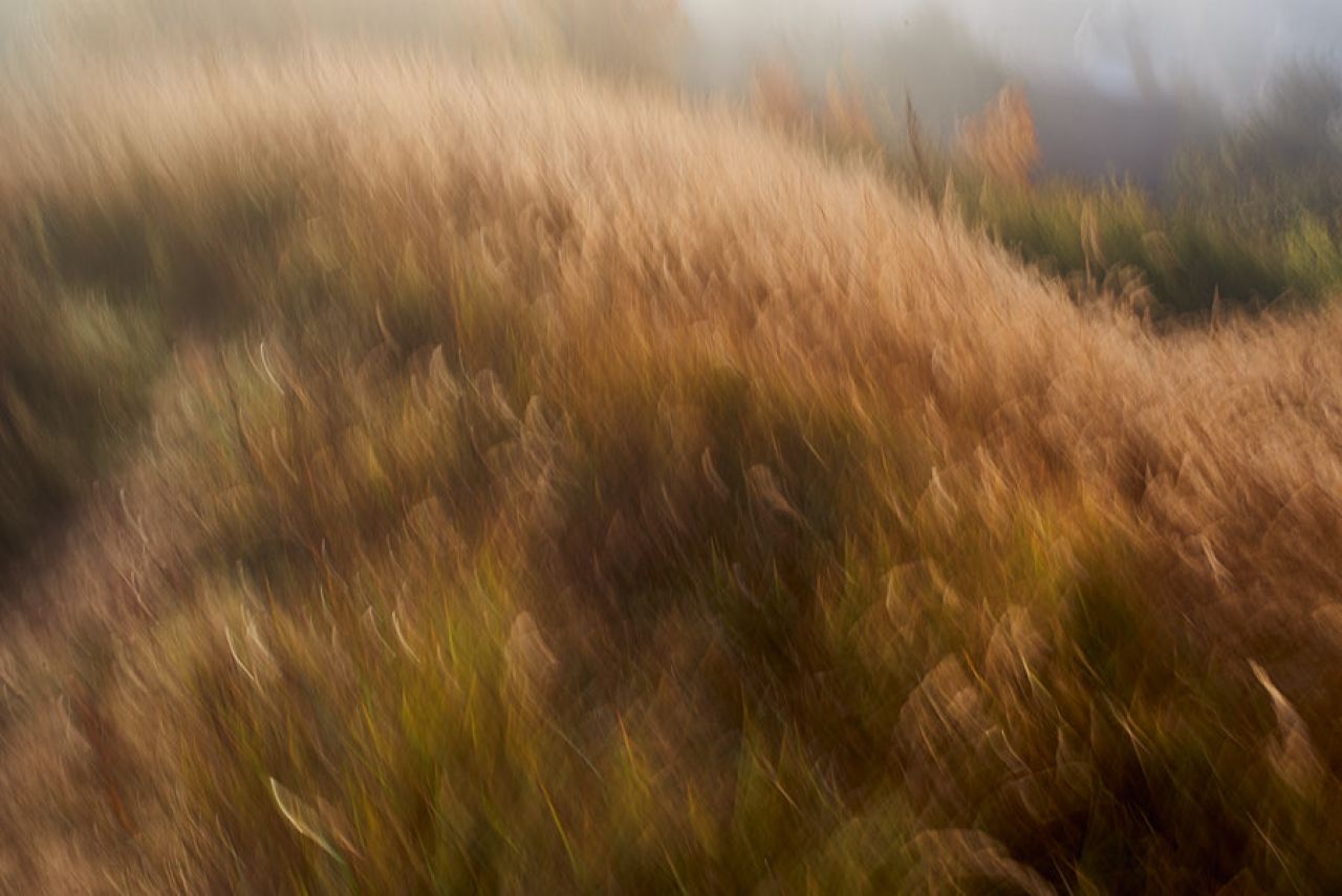 ICM photo of a field with grass