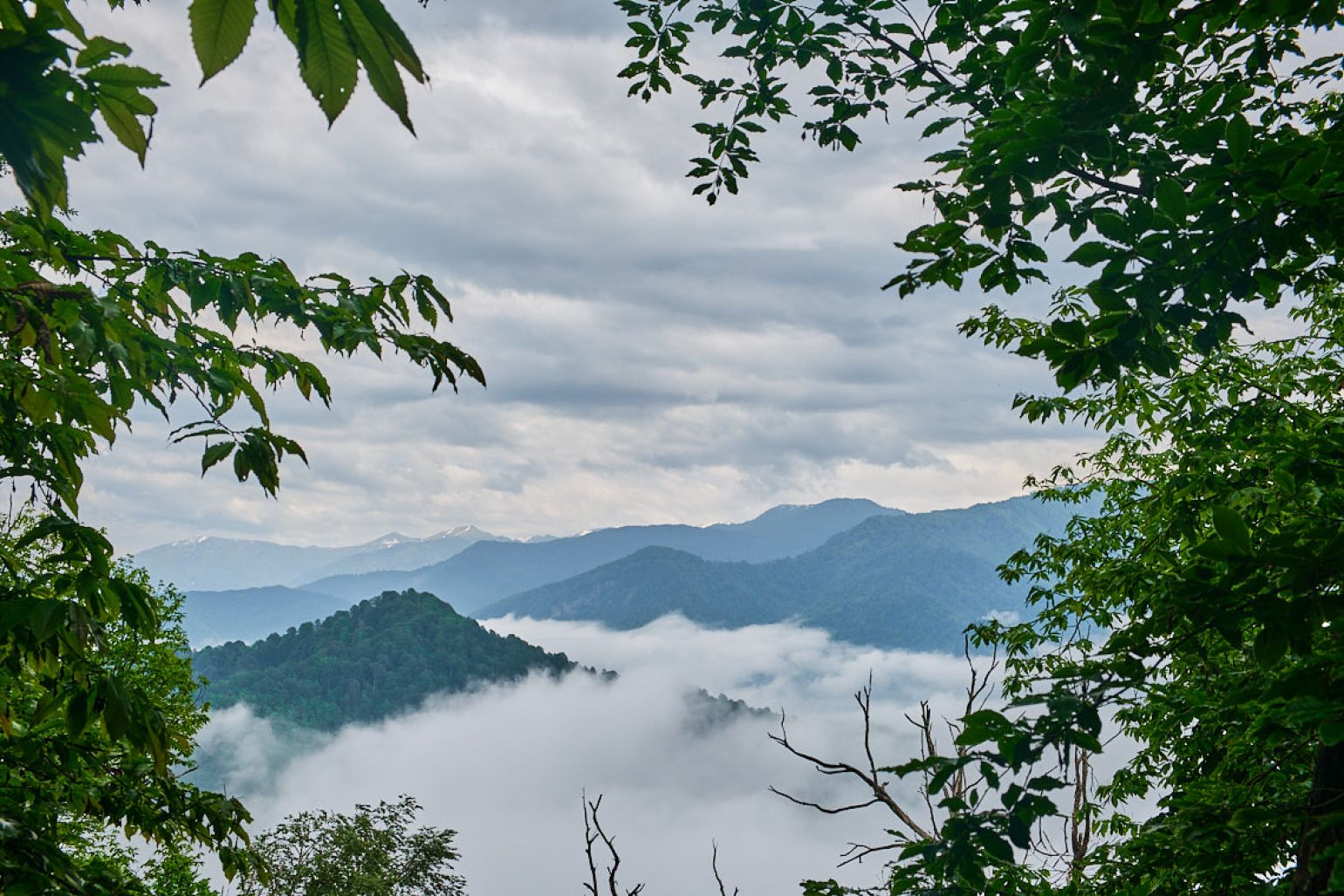 view to the distant mountains in trees