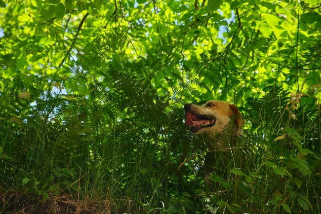 A dog in the grass