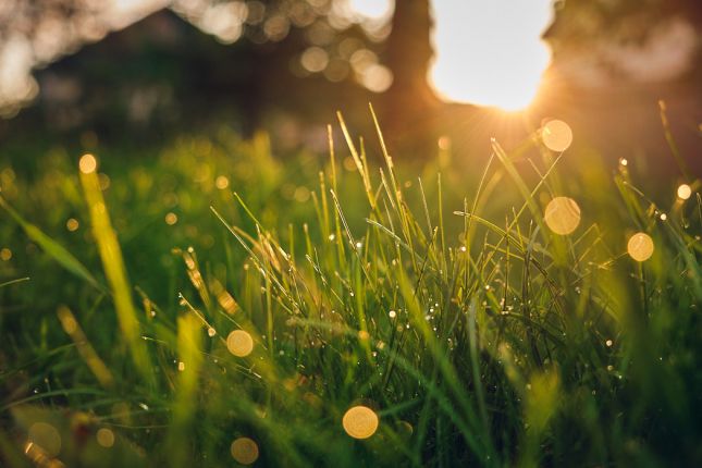 grass photo with bokeh