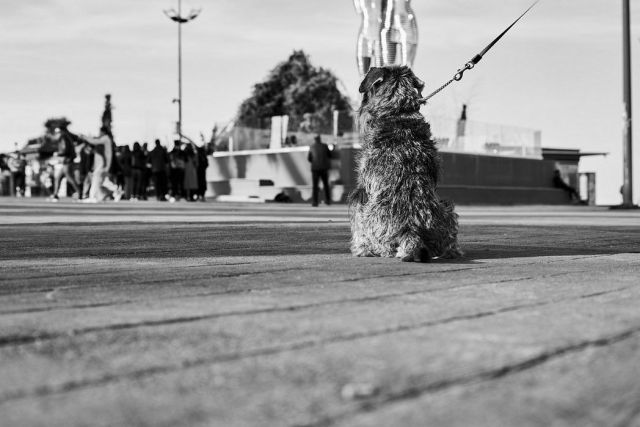 a dog in the street faced back