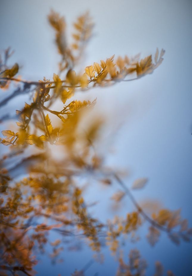 bokeh photo of branches