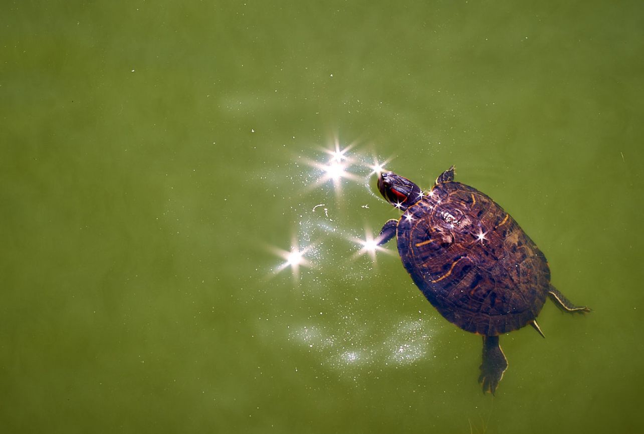 a turtle in the water in the city lake
