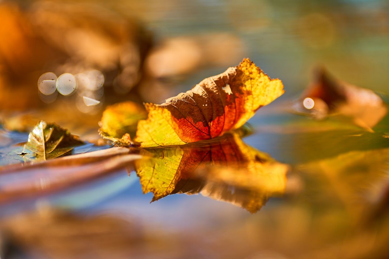 orange closer to the water